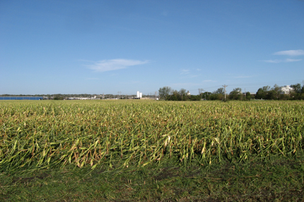 Summer Storm Damage