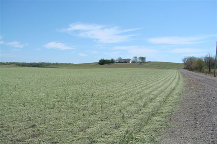 Summer Storm Damage