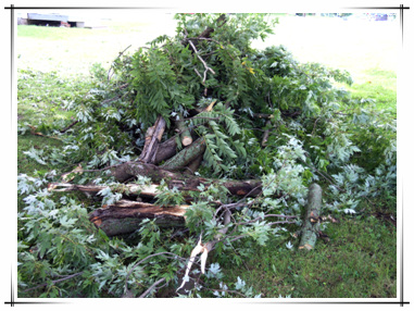 Storm Damage in Town