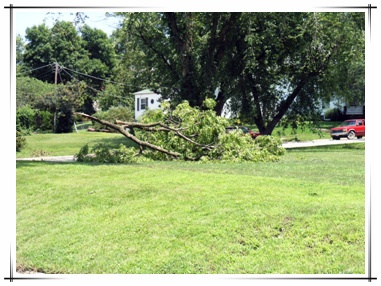 Storm Damage in Town