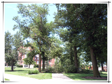 Storm Damage in Town