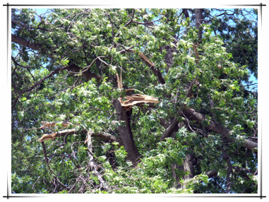 Storm Damage in Town