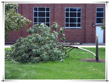 Storm Damage in Town