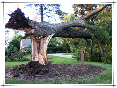 Storm Damage in Town