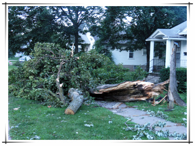 Storm Damage in Town