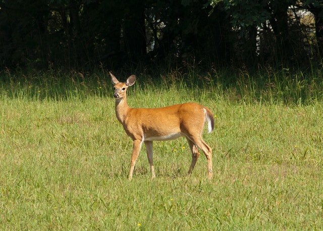 a deer in  field