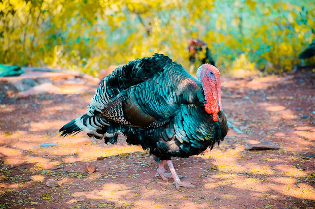 a turkey