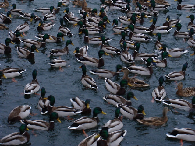 waterfowls