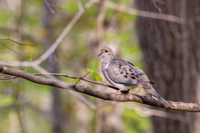 an iowa dove