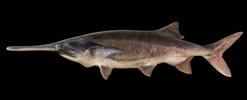 Paddlefish