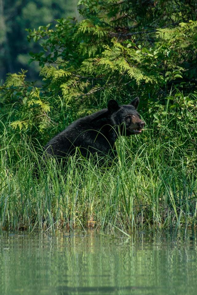 a black bear