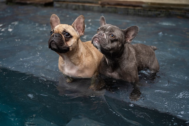 dogs swimming