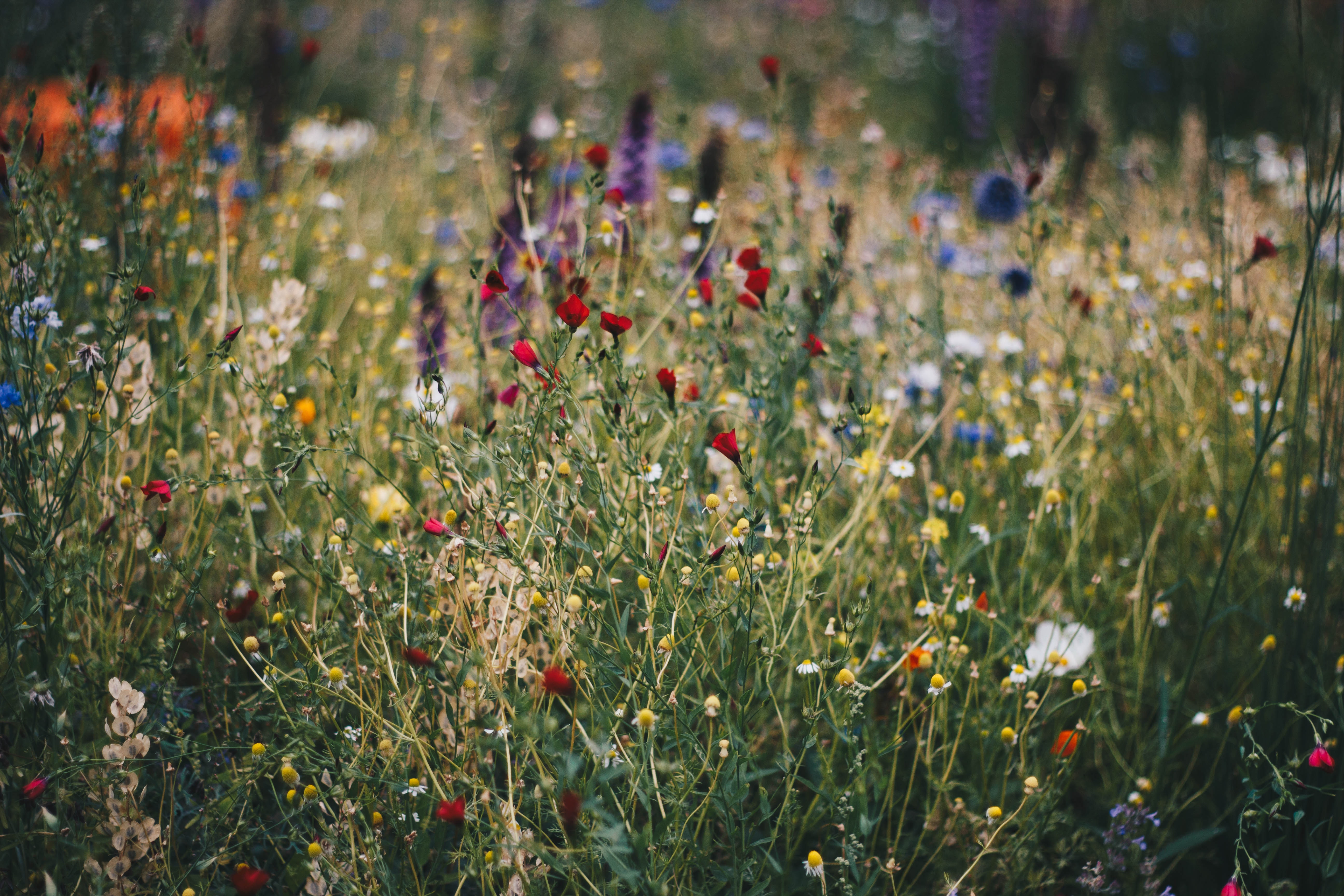 flowers