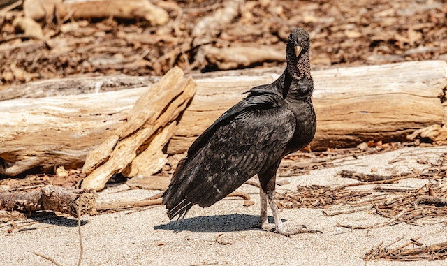 black vulture