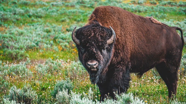 bison