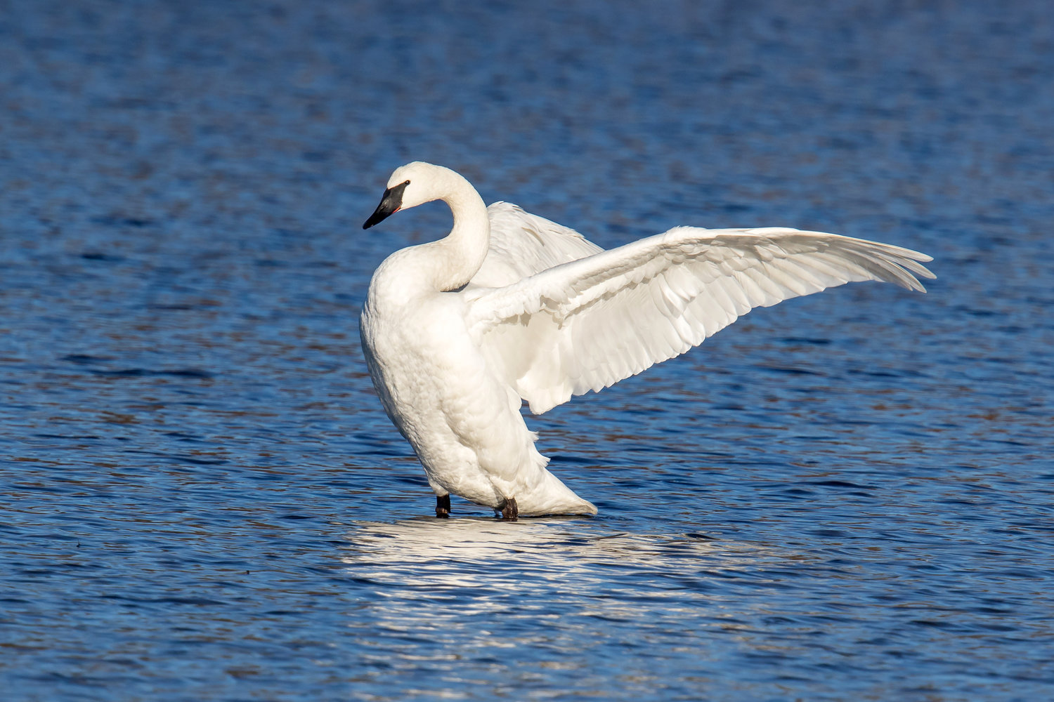 Trumpeter Swan