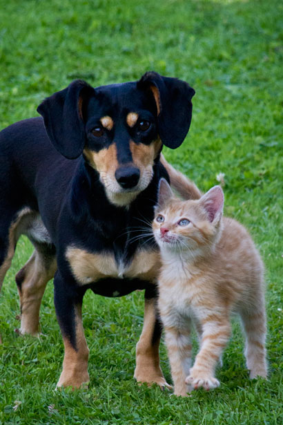 Cat and dog