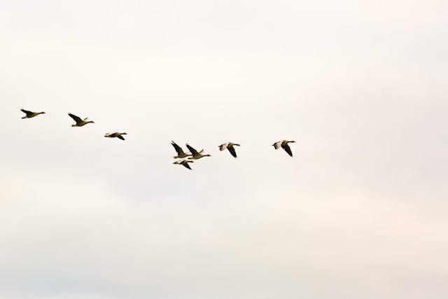 flock of birds