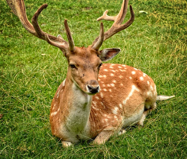 a deer 