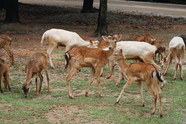 a group of deer 