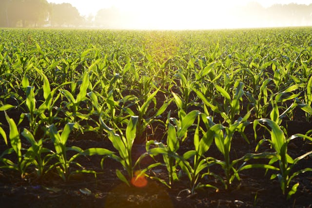 corn field